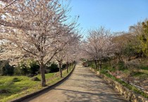 여수시 화정면 여자도 숨은 명소, 아름드리 벚꽃 터널!