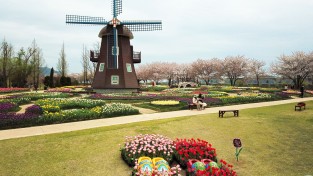 네덜란드 수교 60주년 기념 유기농 튤립, 순천만국가정원에서 활짝