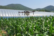 여수시, ‘친환경 옥수수’ 계약 재배지 드론 방제 지원